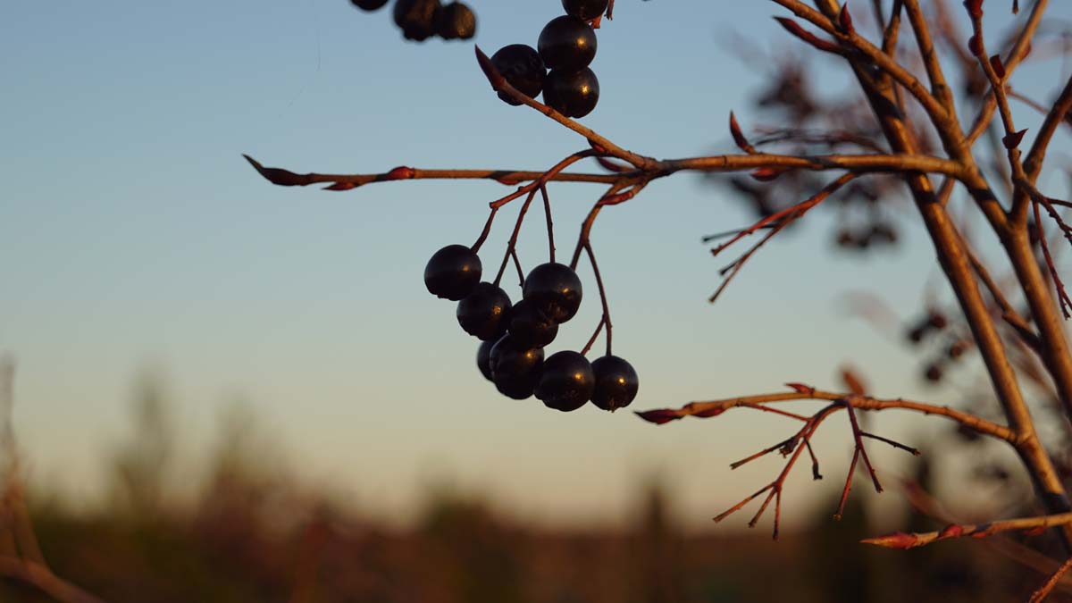 Aronia melanocarpa 'Autumn Magic' meerstammig / struik vrucht