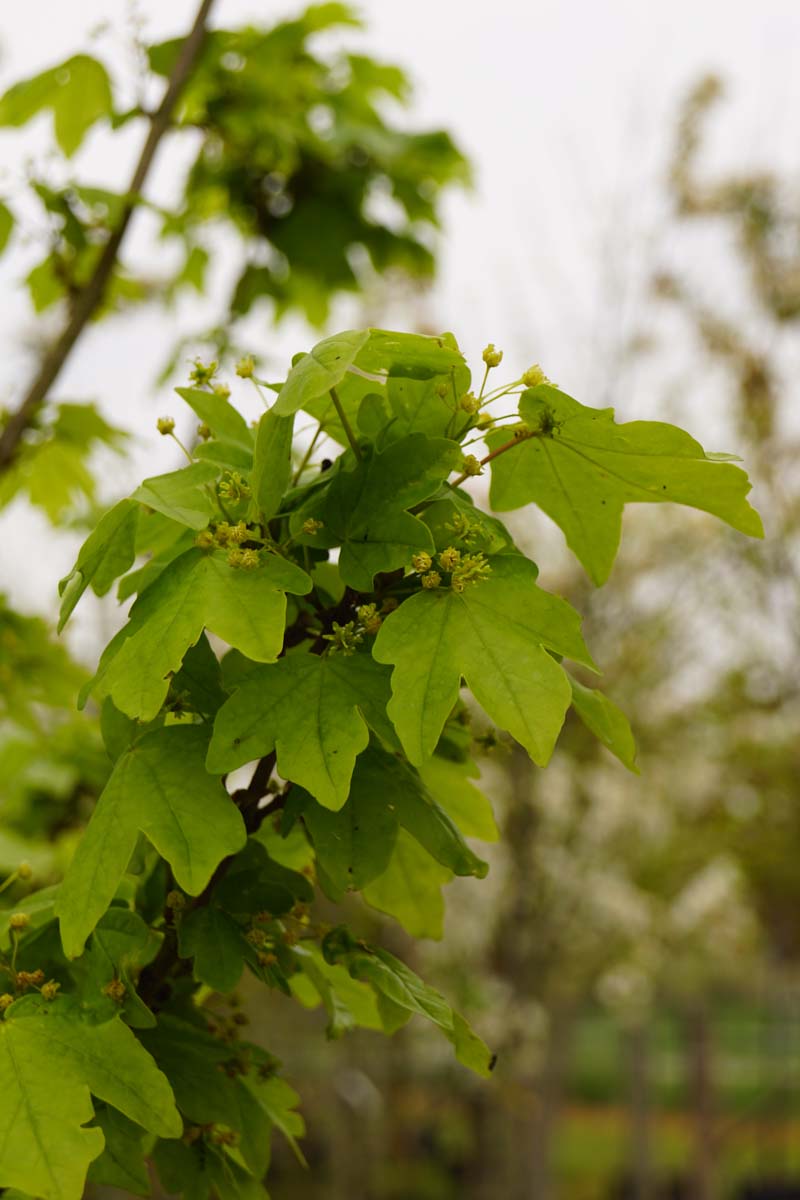 Acer campestre 'Huibers Elegant' leiboom blad