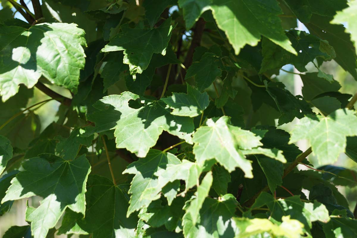 Acer rubrum 'Brandywine' meerstammig / struik blad