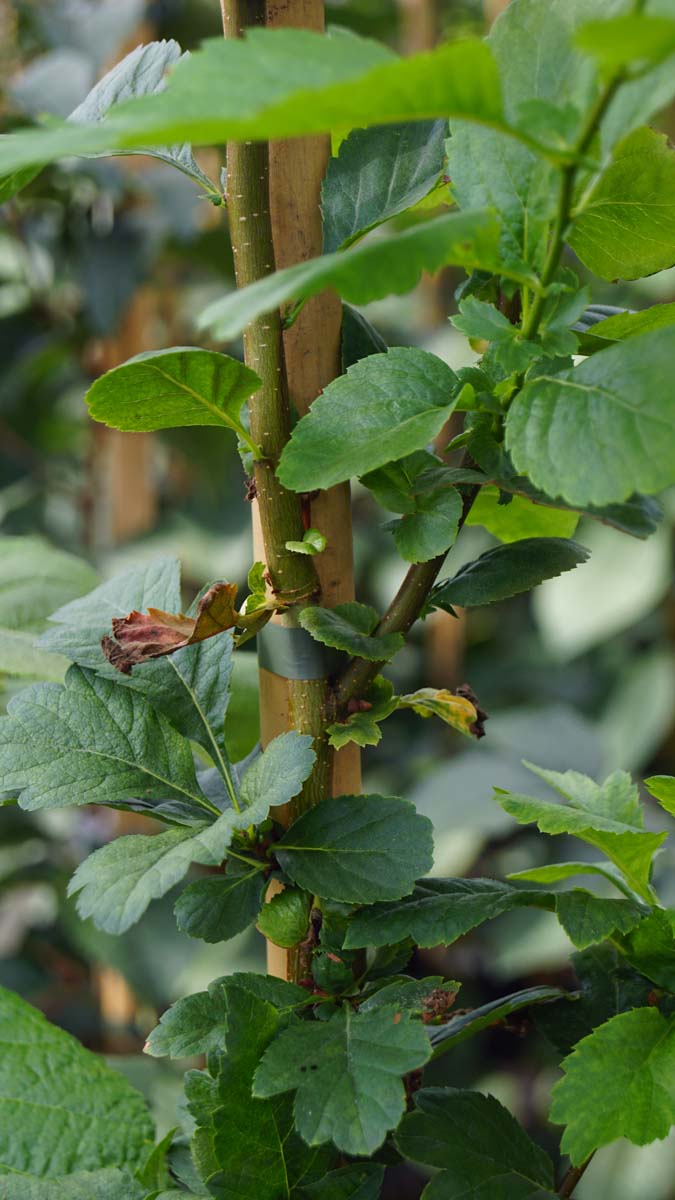 Crataegus douglasii op stam