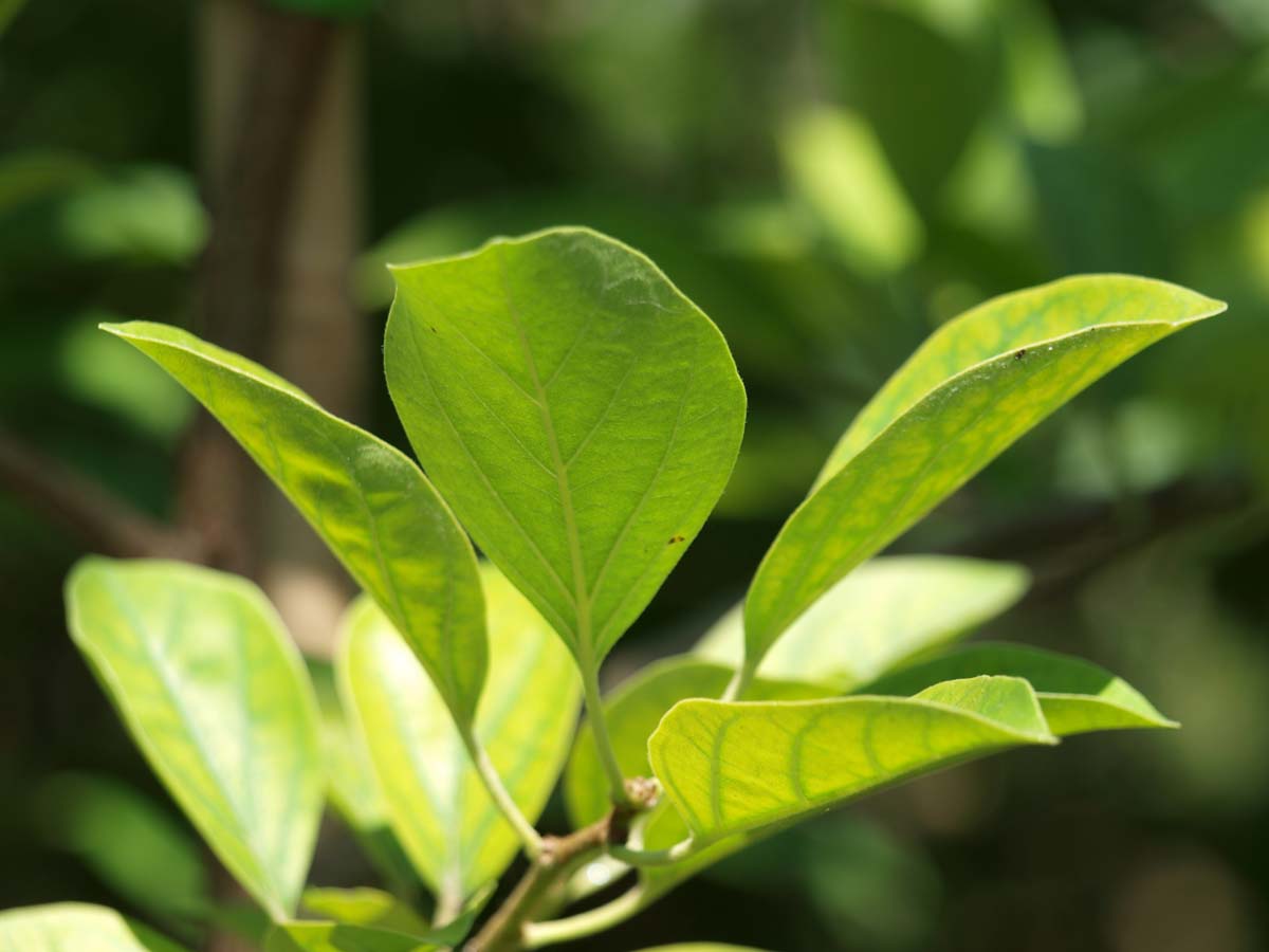 Cudrania tricuspidata op stam blad