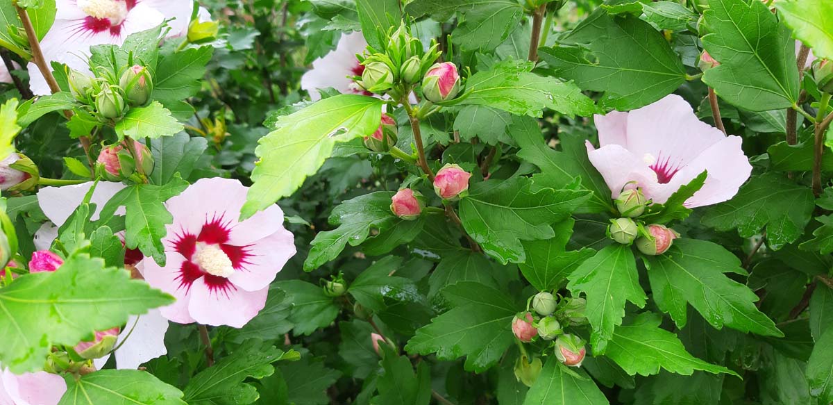 Hibiscus syriacus 'Melrose'