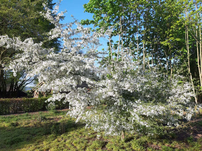 Malus toringo 'Brouwers Beauty' solitair bloesem