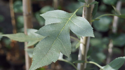 Malus toringoides 'Mandarin' op stam