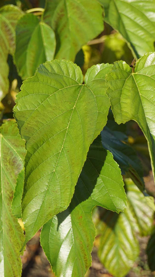 Morus alba 'Fruitless' solitair blad