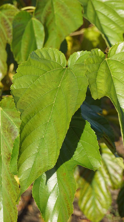 Morus alba 'Fruitless' dakboom blad