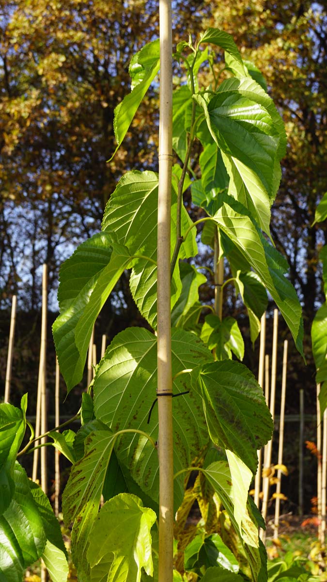 Morus alba 'Fruitless' leiboom