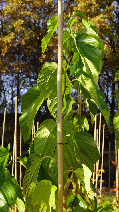 Morus alba 'Fruitless' solitair