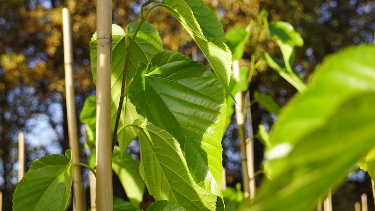 Morus alba 'Fruitless' leiboom