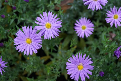 Aster novi-belgii 'Violetta'