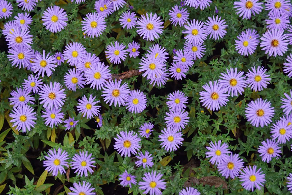 Aster novi-belgii 'Violetta'