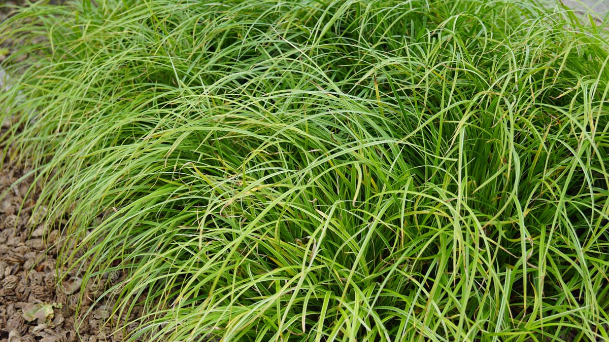 Carex 'Silver Sceptre'