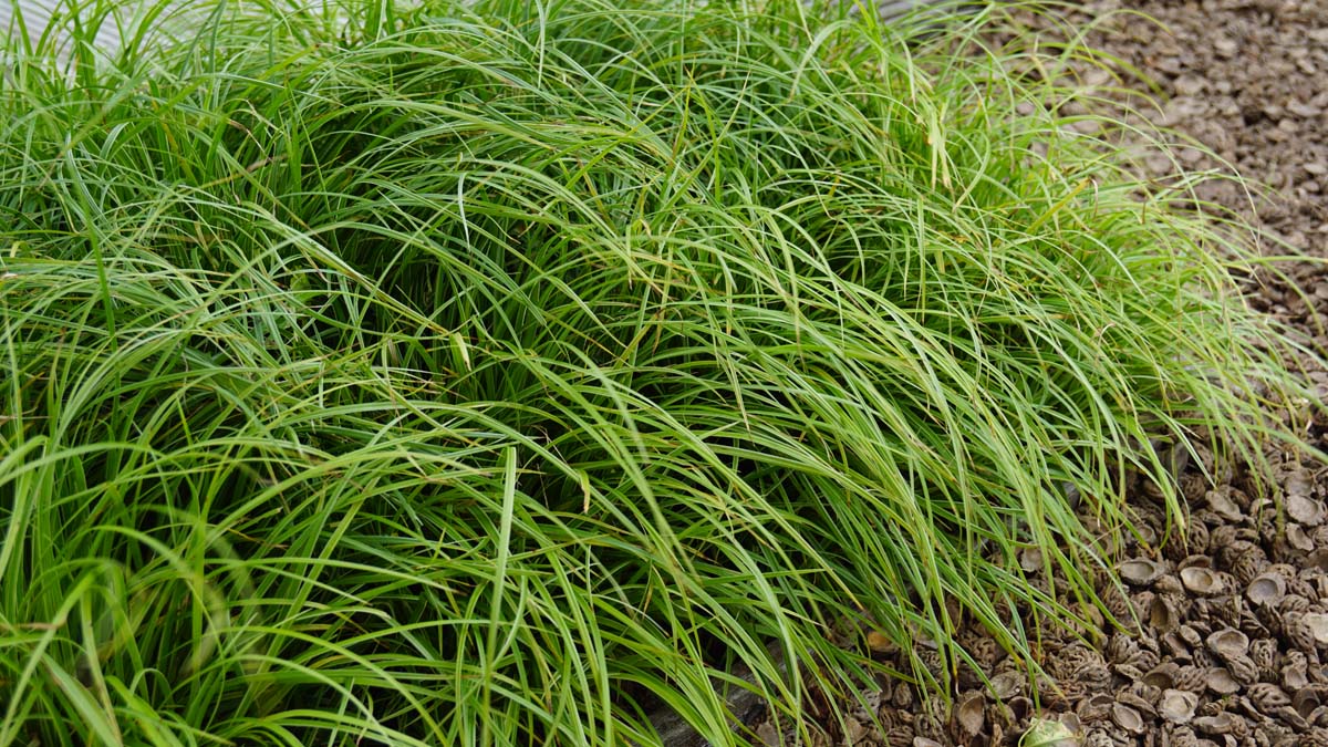 Carex 'Silver Sceptre'