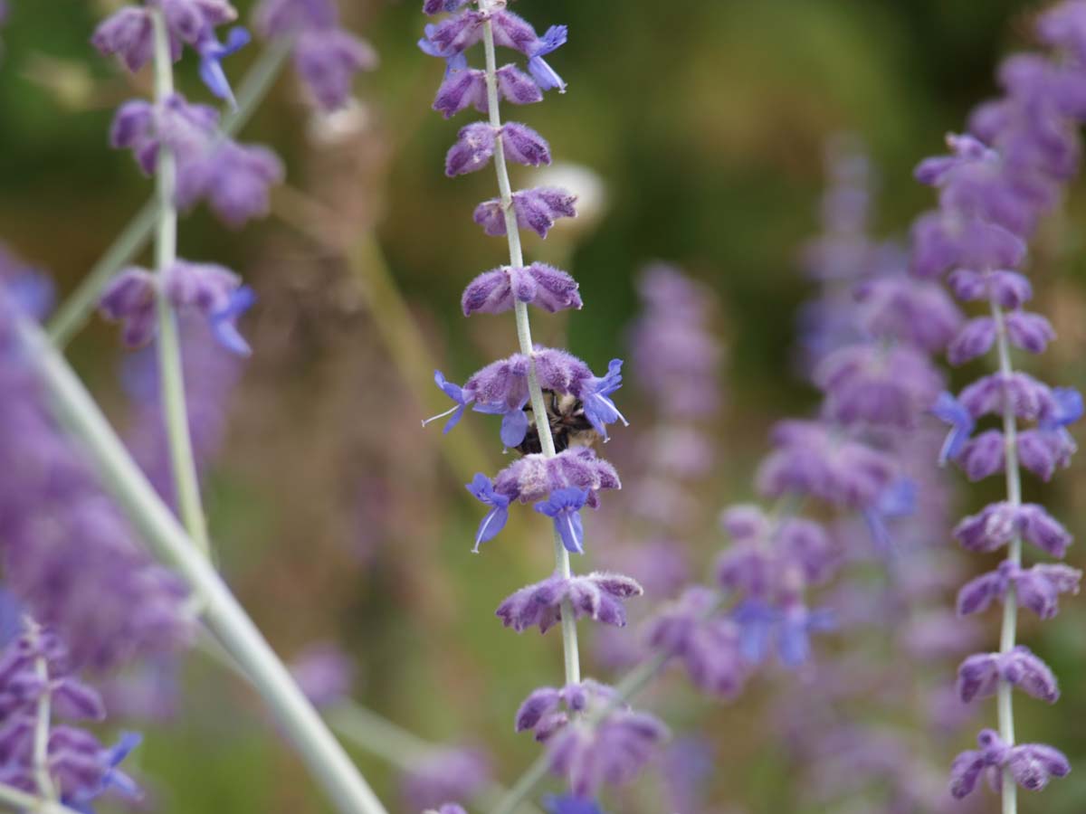 Perovskia atriplicifolia 'Little Spire'