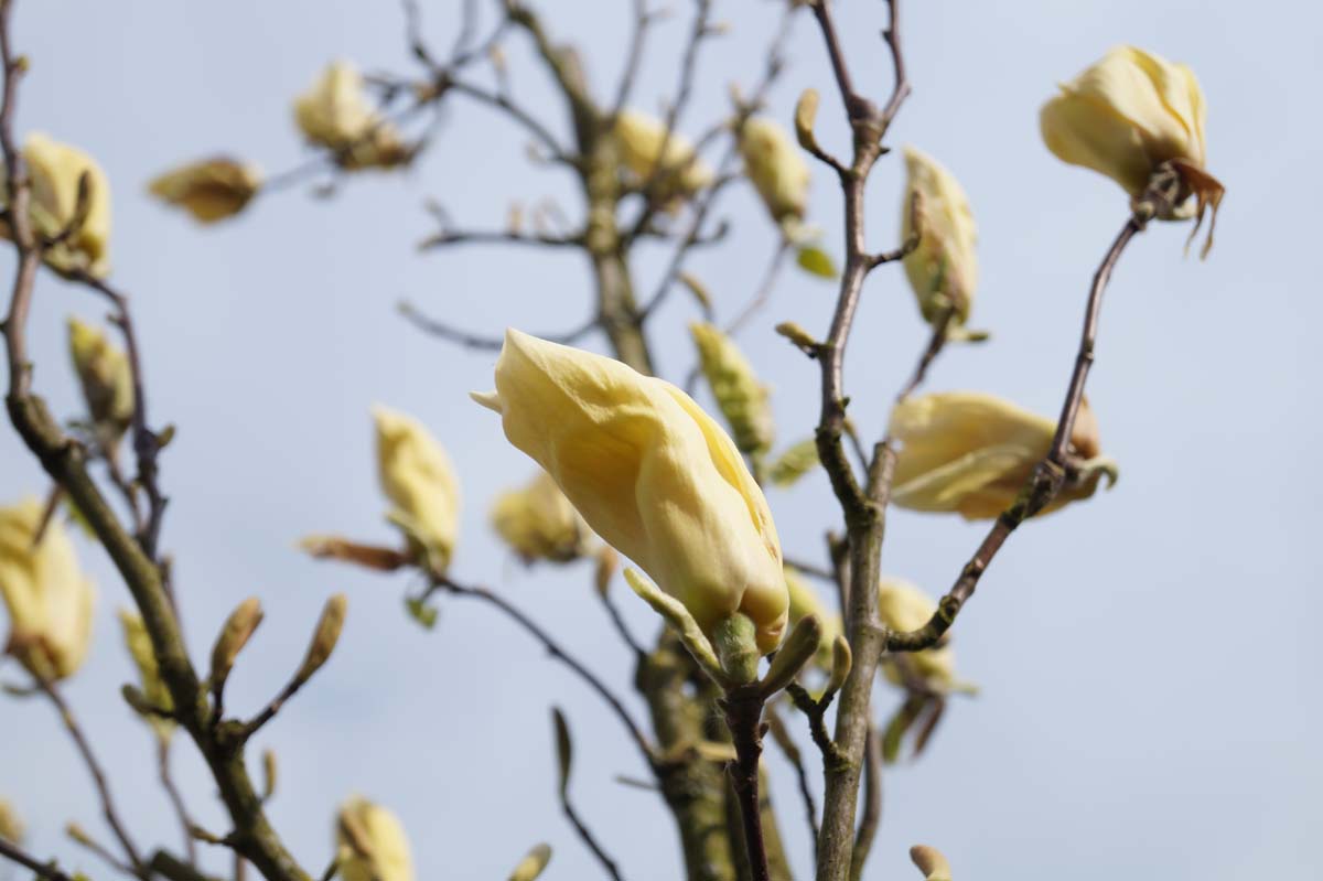 Magnolia 'Yellow Lantern' solitair