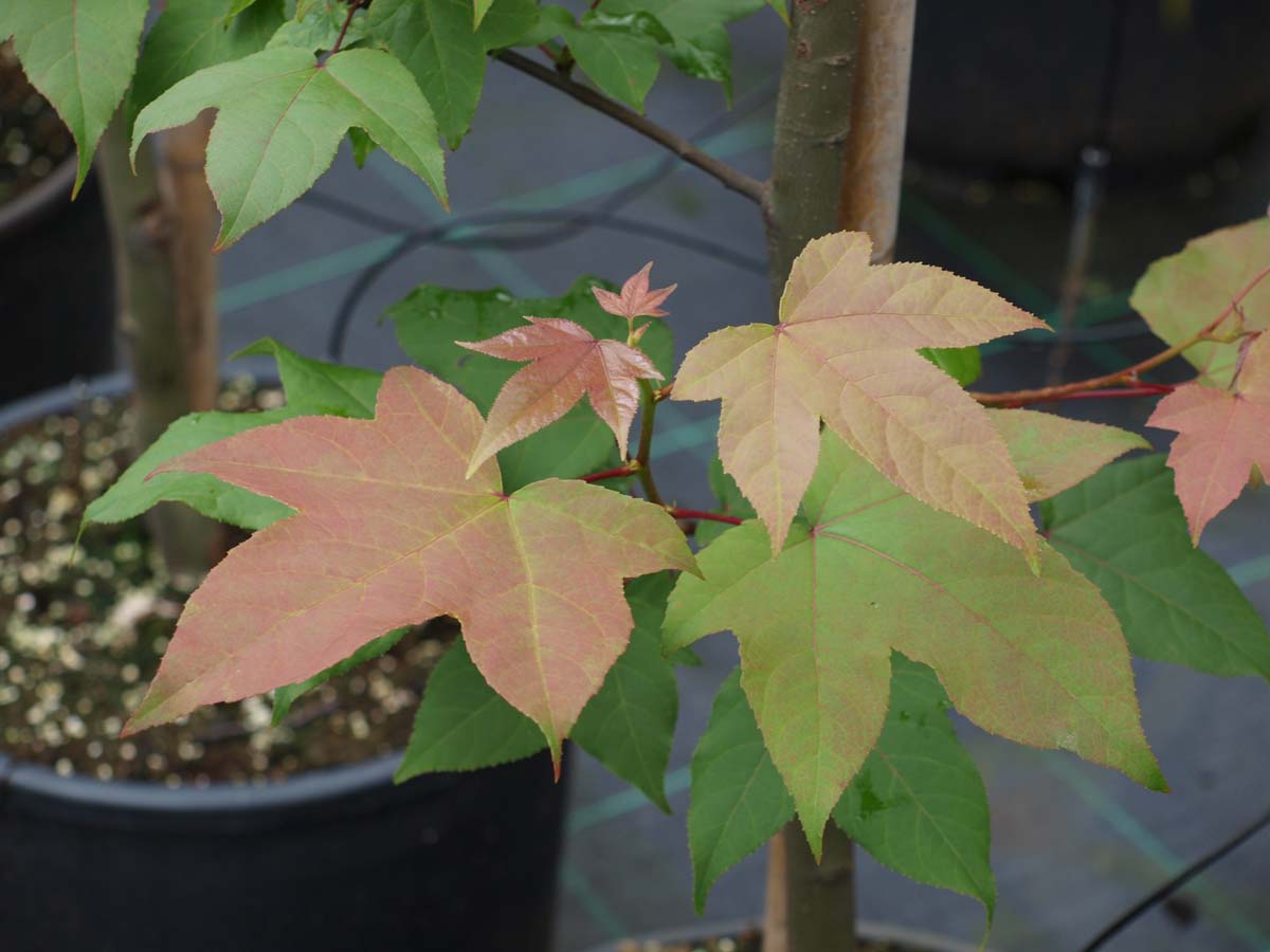 Liquidambar acalycina op stam