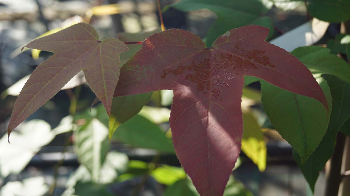 Liquidambar acalycina op stam