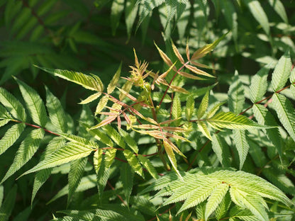 Sorbaria sorbifolia 'Sem'