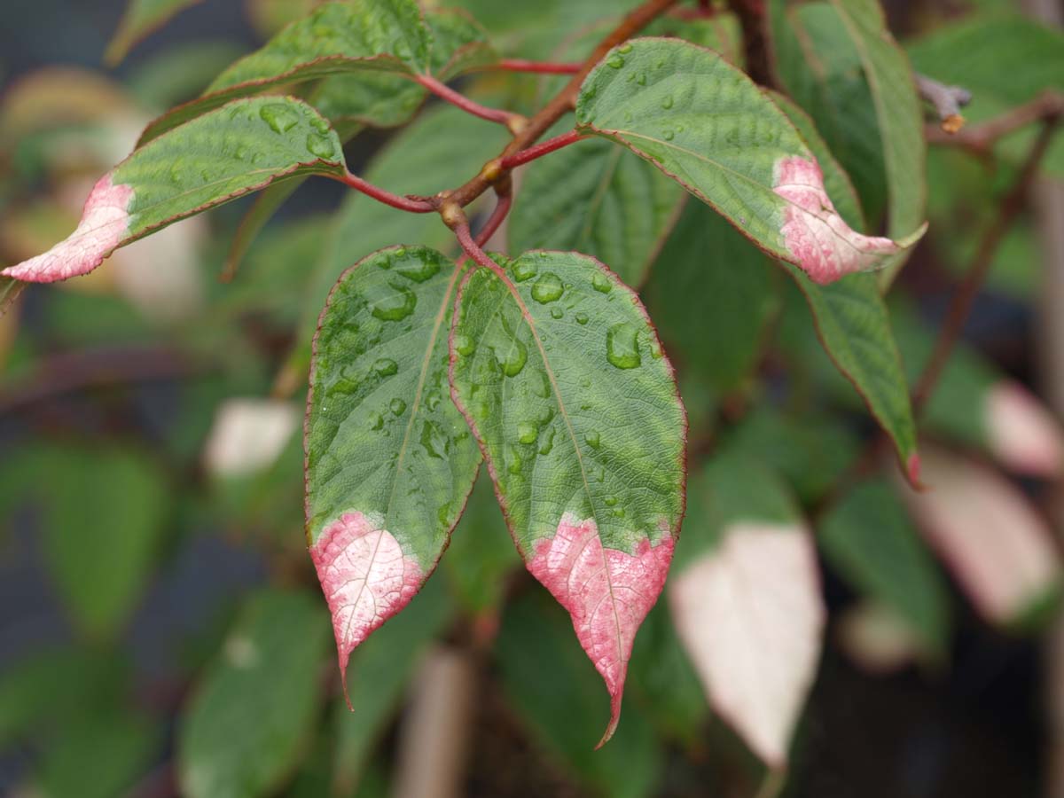 Actinidia pilosula