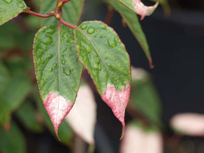 Actinidia pilosula