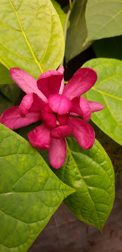 Calycanthus raulstonii 'Hartlage Wine' meerstammig / struik