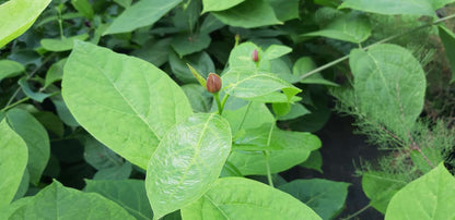 Calycanthus raulstonii 'Hartlage Wine' meerstammig / struik