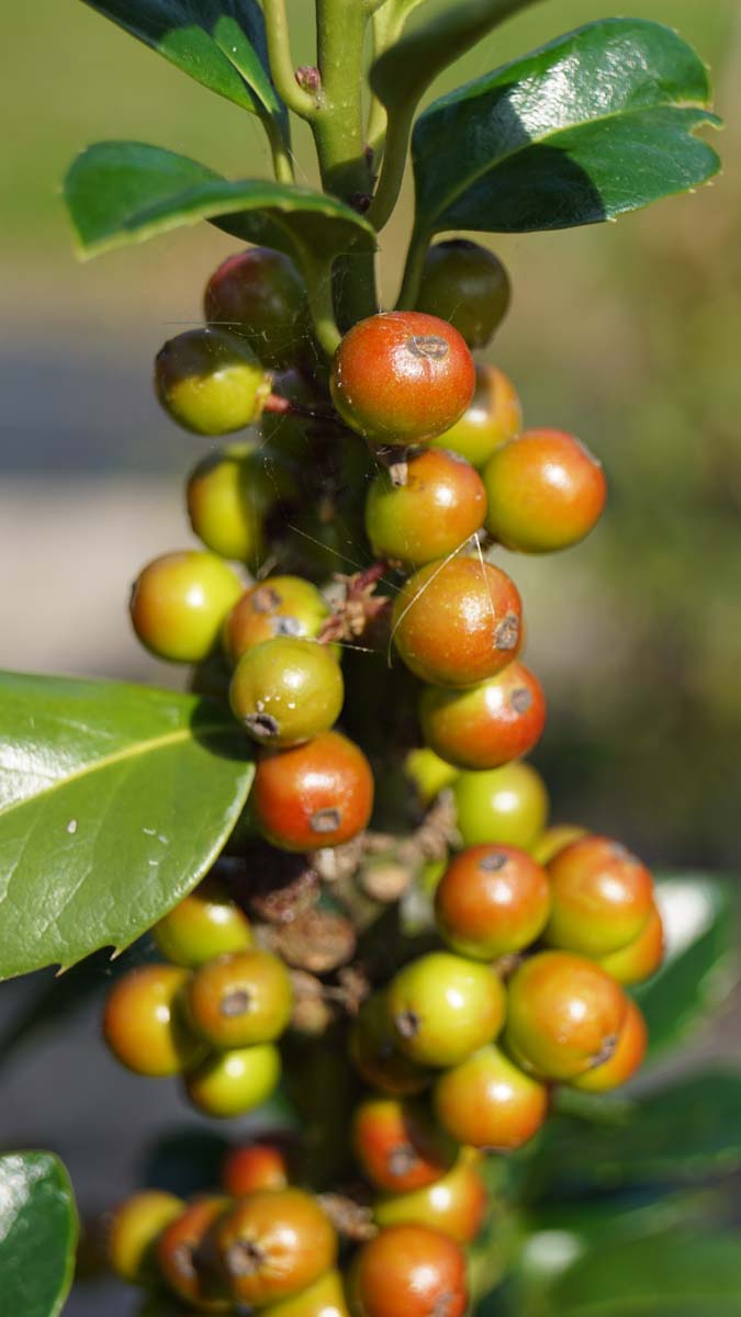 Ilex meserveae 'Hachfee' solitair bes