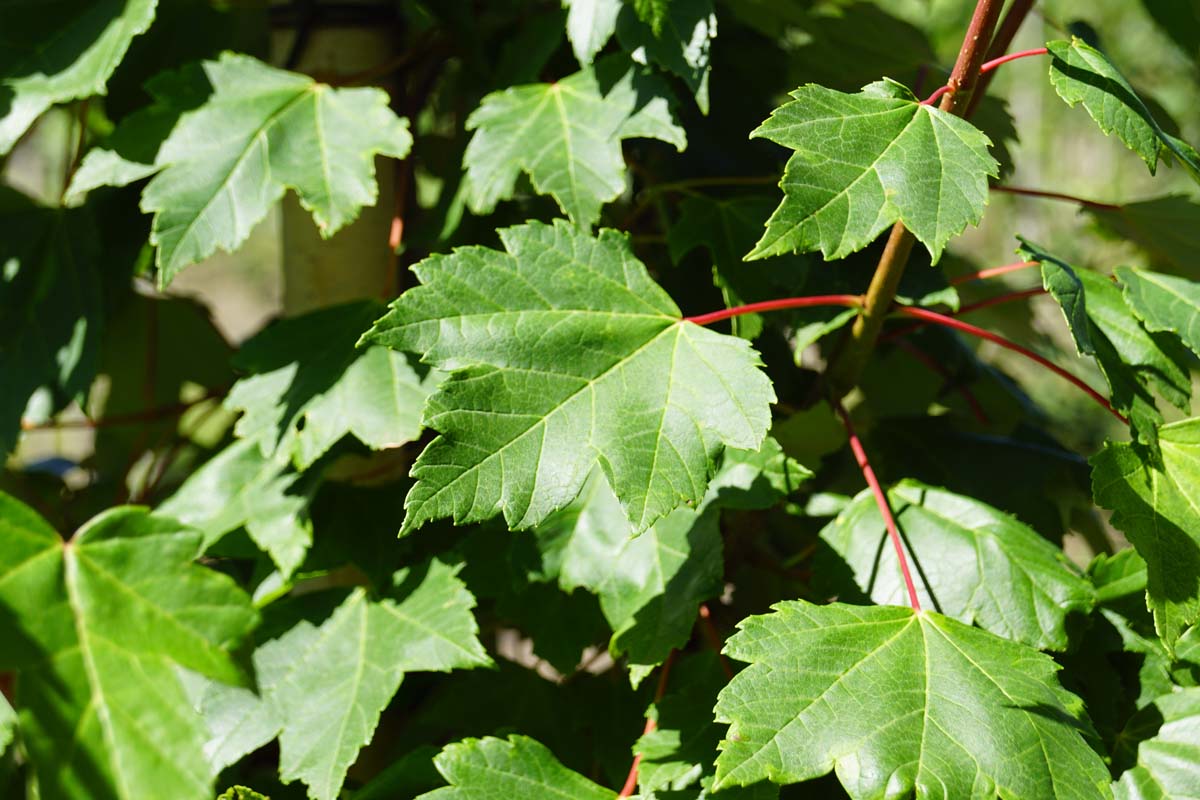 Acer rubrum 'Somerset' op stam blad