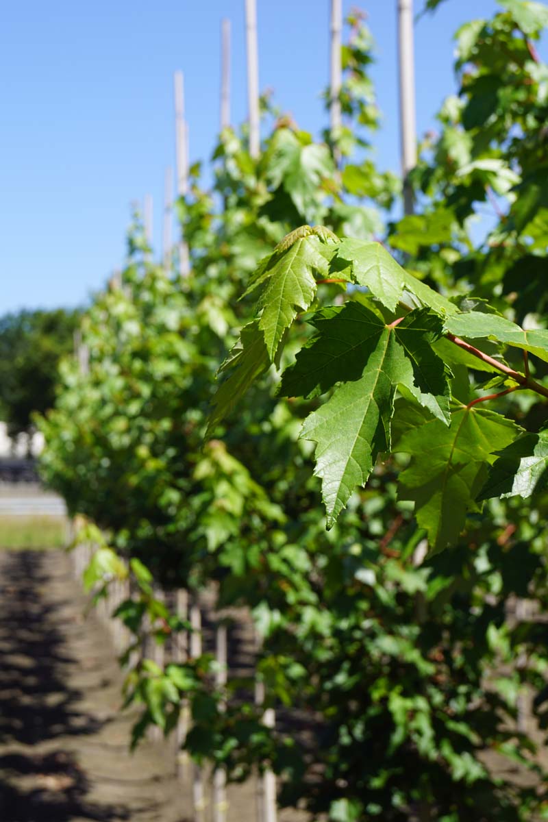 Acer rubrum 'Somerset' op stam blad