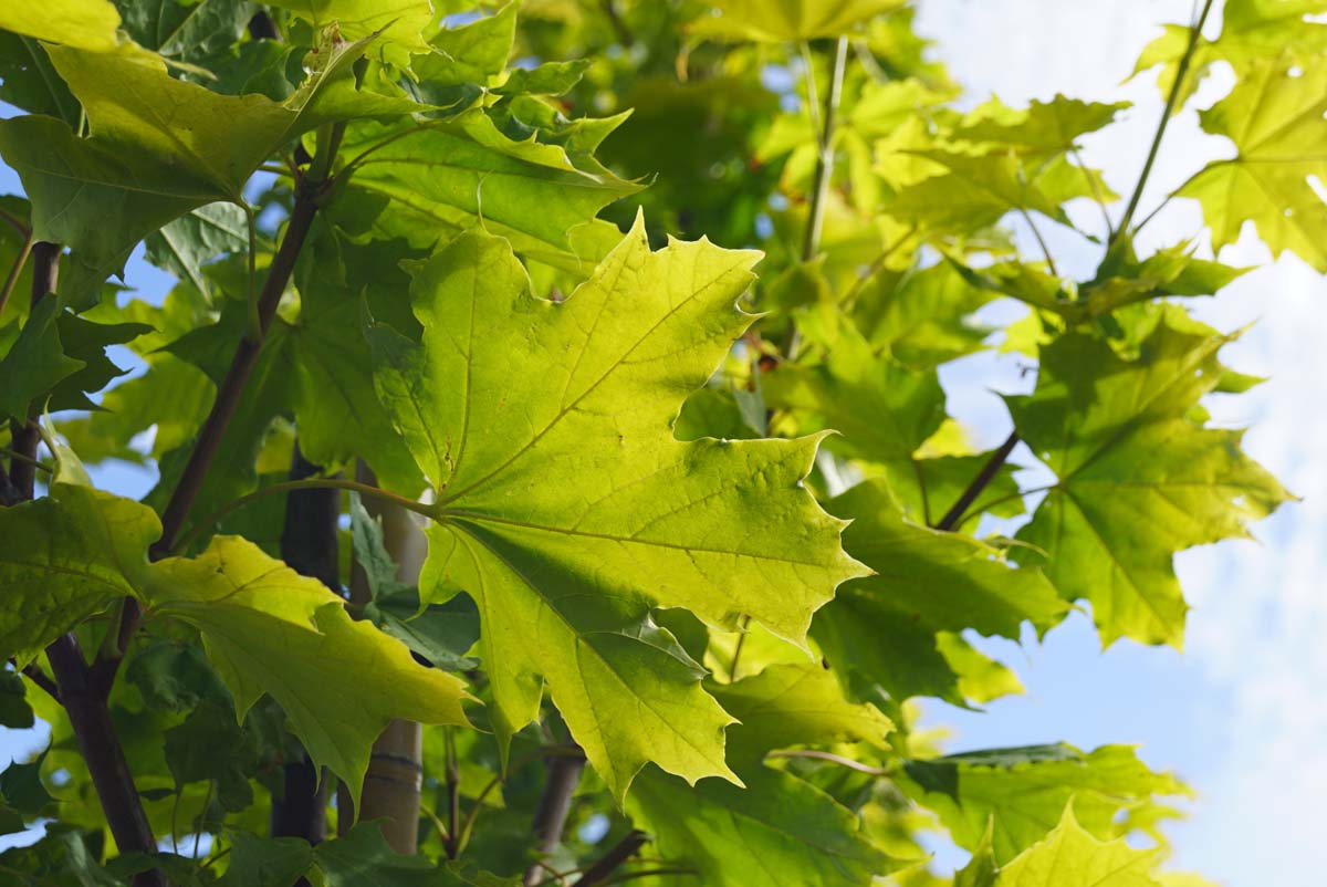 Acer platanoides 'Prigo' meerstammig / struik