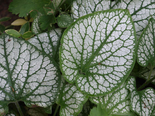 Brunnera macrophylla 'Jack Frost'