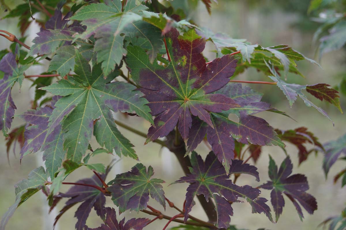 Acer pseudosieboldianum takesimense op stam