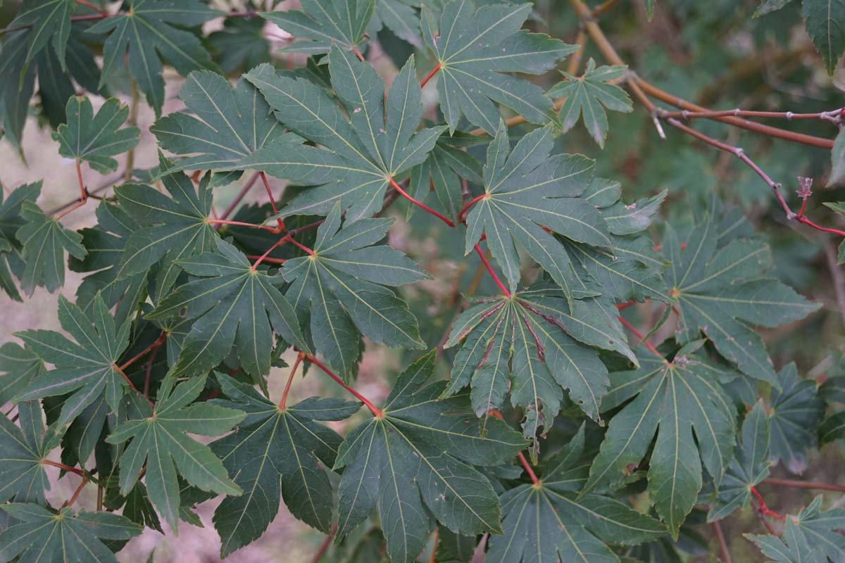 Acer pseudosieboldianum takesimense op stam