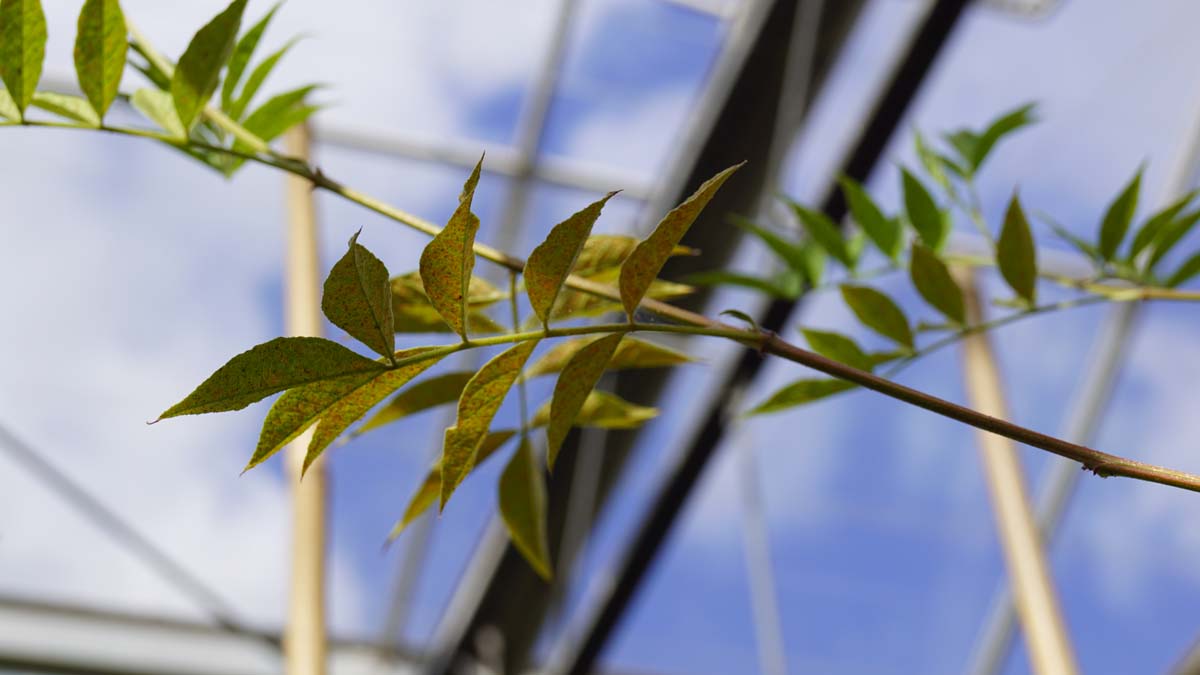 Glycyrrhiza yunnanensis