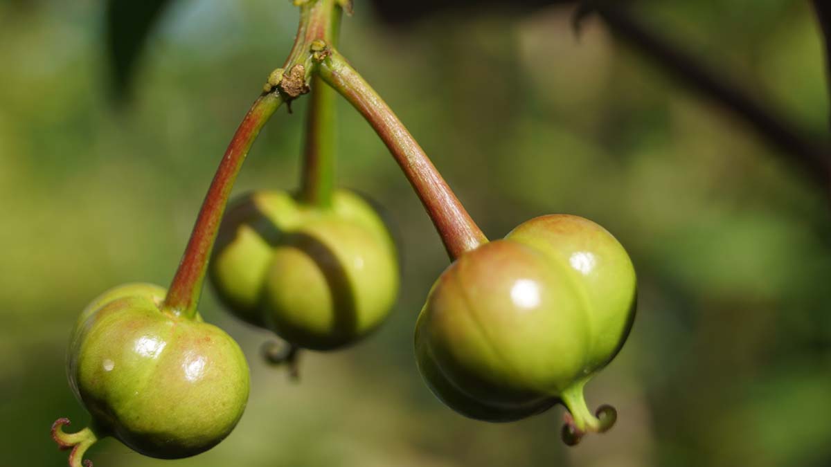 Sapium japonicum Tuinplanten