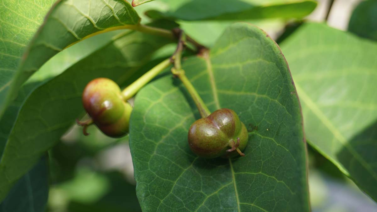 Sapium japonicum Tuinplanten