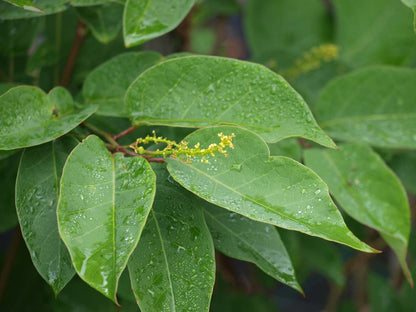 Sapium japonicum Tuinplanten