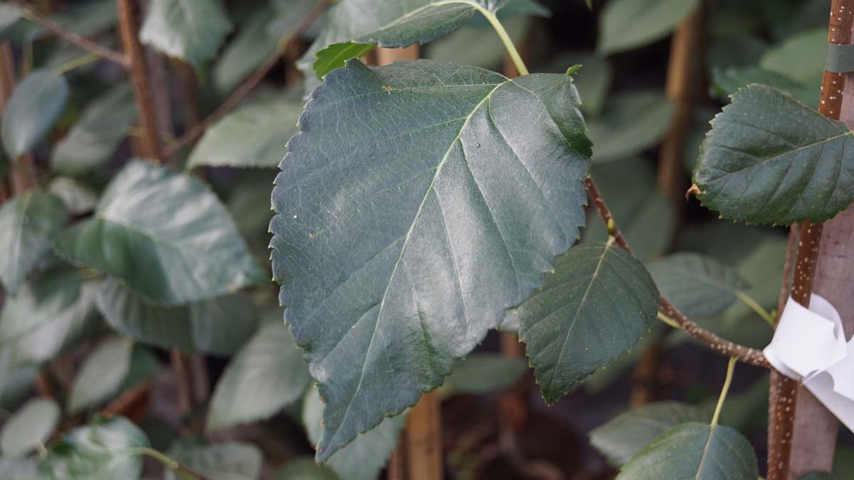 Betula utilis 'Grayswood Ghost' op stam