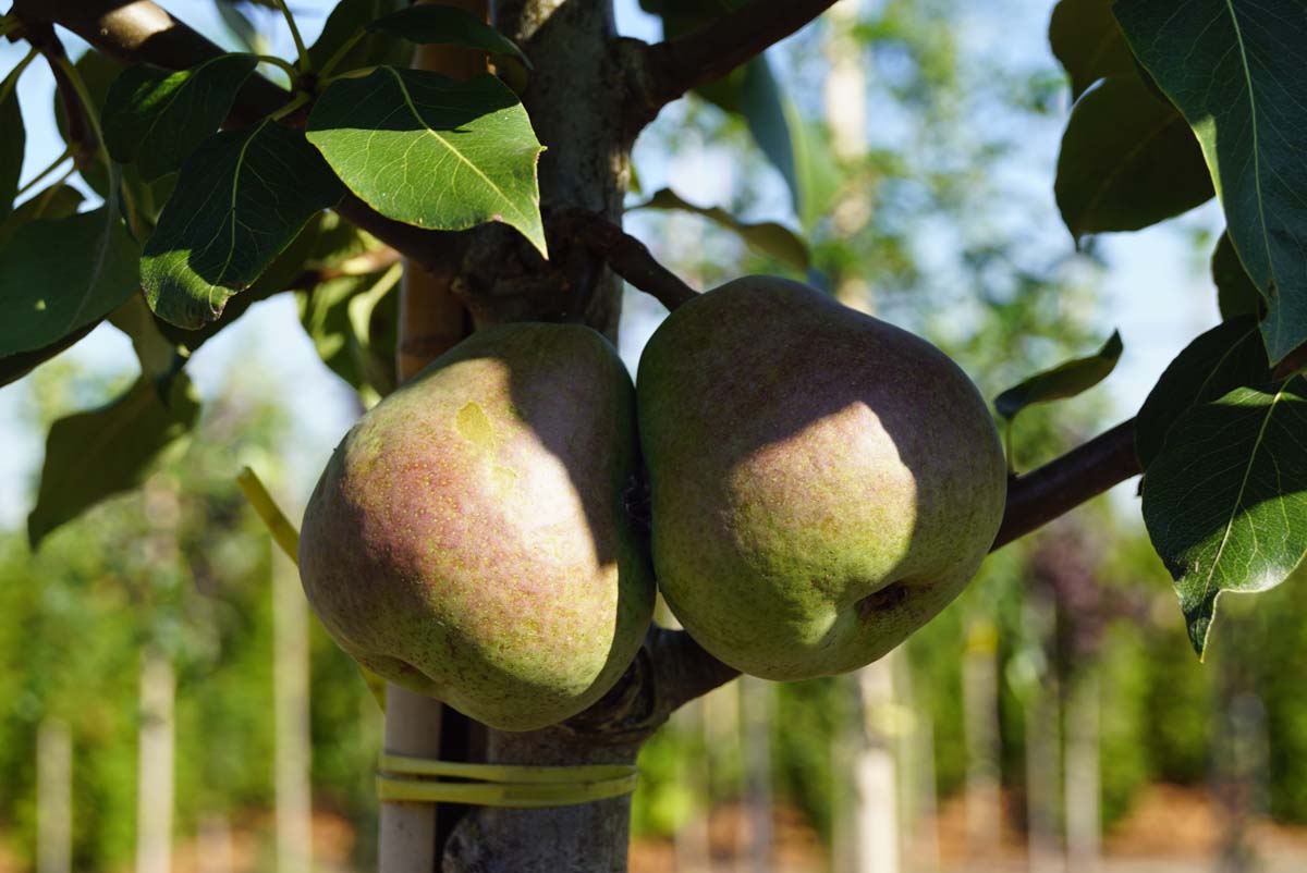 Pyrus communis 'Saint Rémy' op stam