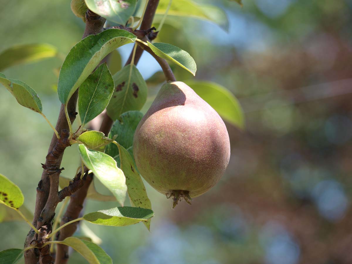 Pyrus communis 'Saint Rémy' solitair