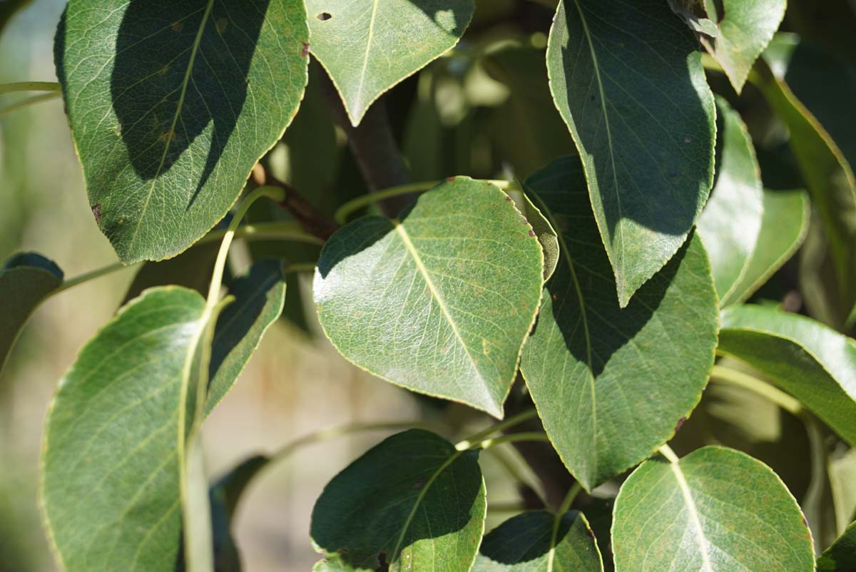 Pyrus communis 'Doyenné du Comice' op stam