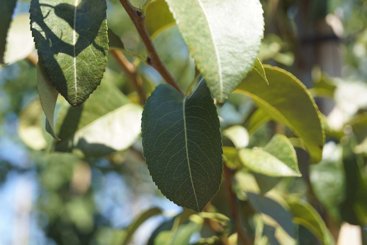 Pyrus communis 'Doyenné du Comice' op stam