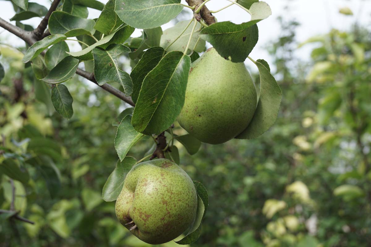 Pyrus communis 'Doyenné du Comice' op stam