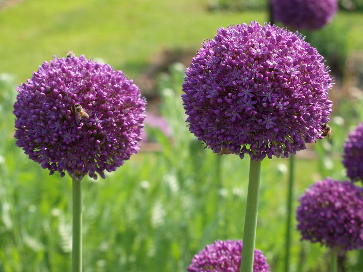 Allium 'Purple Sensation'