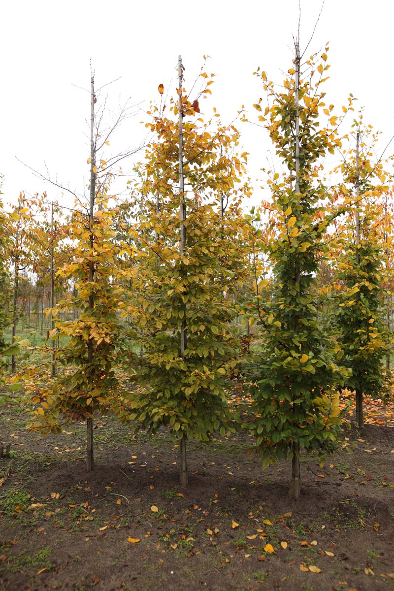 Carpinus betulus op stam geveerd