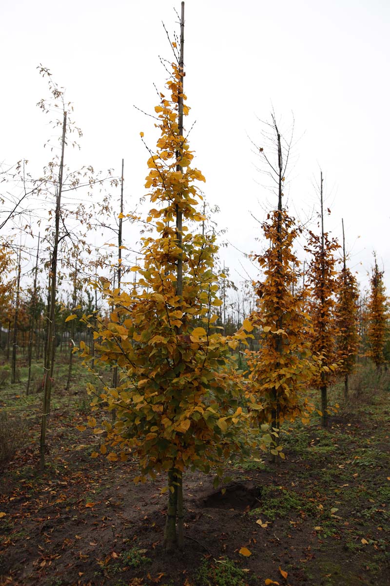 Carpinus betulus op stam geveerd