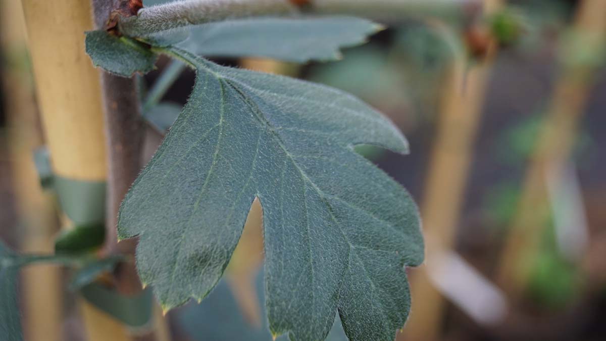 Crataegus schraderiana op stam