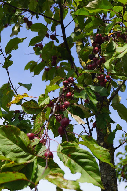 Malus 'D.V.P. Obel' op stam