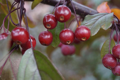 Malus toringo 'Freja' op stam sierappel