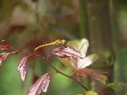 Malus toringo 'Freja' leiboom biodiversiteit